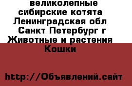 великолепные сибирские котята - Ленинградская обл., Санкт-Петербург г. Животные и растения » Кошки   